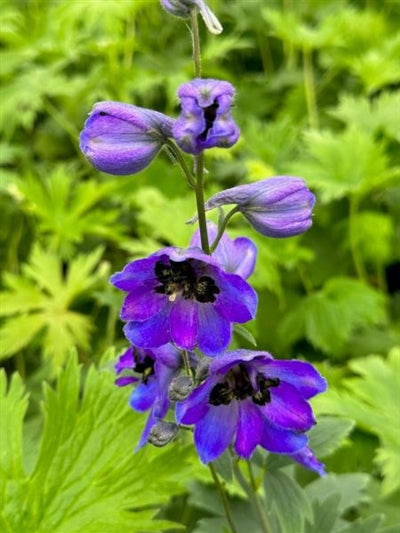 Delphinium elatum Dark Blue Dark Bee (Magic Fountains) Larkspur Image Credit: Millgrove Perennials
