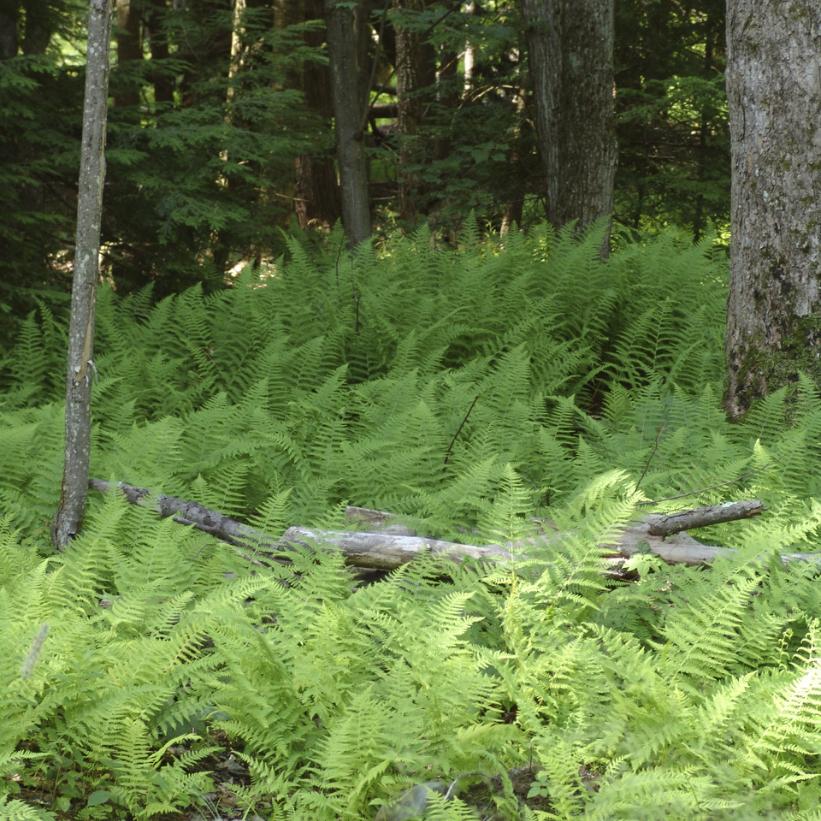 Dennstaedtia punctilobula Hay Scented Fern Image Credit: NVK Nurseries