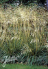Deschampsia cespitosa Tufted Hair Grass Image Credit: Jelitto Seed