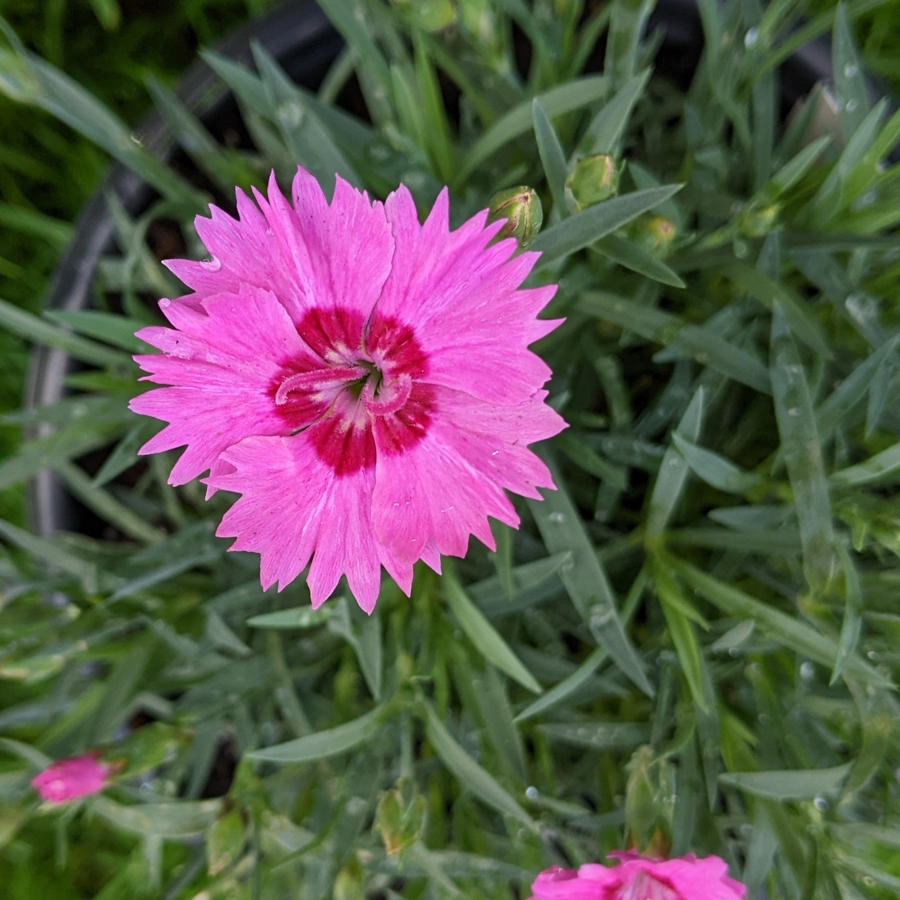 Dianthus Paint the Town Fancy PW Pinks Image Credit: Chaz Morenz 20240508