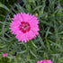 Dianthus Paint the Town Fancy PW Pinks Image Credit: Chaz Morenz 20240508