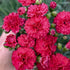 Dianthus Fruit Punch Cranberry Cocktail PW Sweet William image credit: Walters Gardens