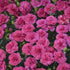 Dianthus Pretty Poppers Double Bubble Sweet William image credit: Walters Gardens