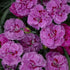 Dianthus Pretty Poppers Goody Gumdrops Sweet William image credit: Walters Gardens