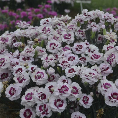 Dianthus Pretty Poppers Kiss and Tell Sweet William image credit: Walters Gardens