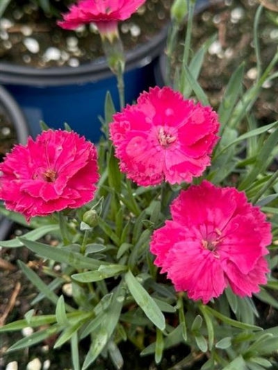 Dianthus gratianopolitanus Glamour Time BE Pinks image credit: Millgrove Perennials