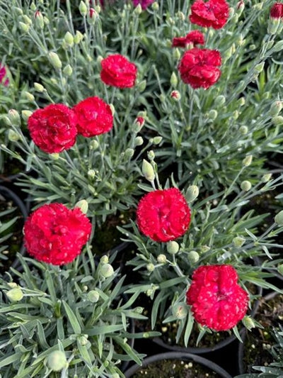 Dianthus Electric Red Pinks Sweet William Image Credit: Millgrove Perennials