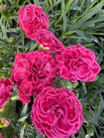 Dianthus Fruit Punch- Raspberry Ruffles PW Pinks Image Credit: Millgrove Perennials