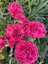 Dianthus Fruit Punch- Raspberry Ruffles PW Pinks Image Credit: Millgrove Perennials