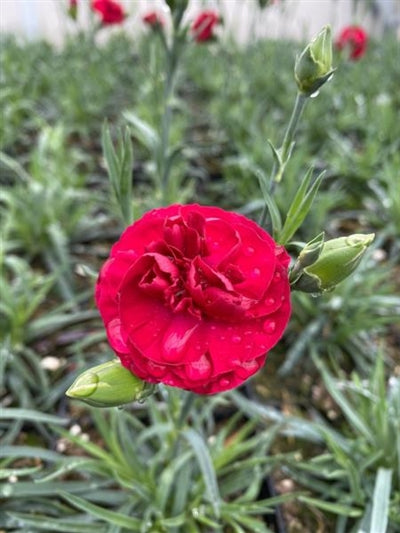 Dianthus Passion Pinks Sweet William Image Credit: Millgrove Perennials