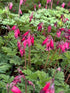 Dicentra Amore Rose Bleeding Heart Image Credit: Millgrove Perennials