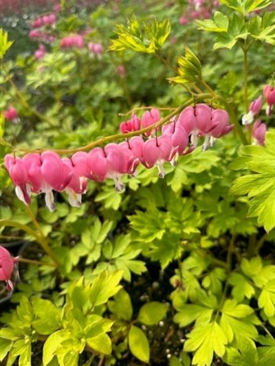 Dicentra Gold Hearts Bleeding Heart Image Credit: Millgrove Perennials