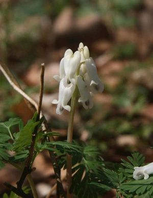Dicentra canadensis Squirrel Corn Image Credit: NVK