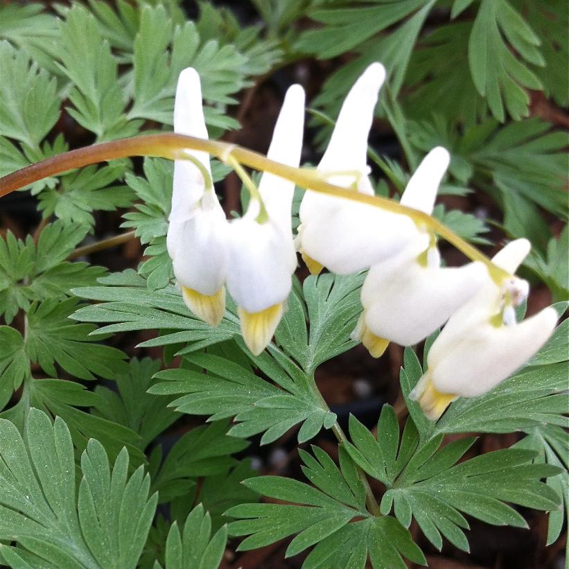Dicentra cucullaria Dutchman's Breeches Image Credit: NVK Nureries