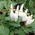 Dicentra cucullaria Dutchman's Breeches Image Credit: NVK Nureries