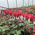 Dicentra spectabilis Valentine Bleeding Heart Image Credit: Millgrove Perennials