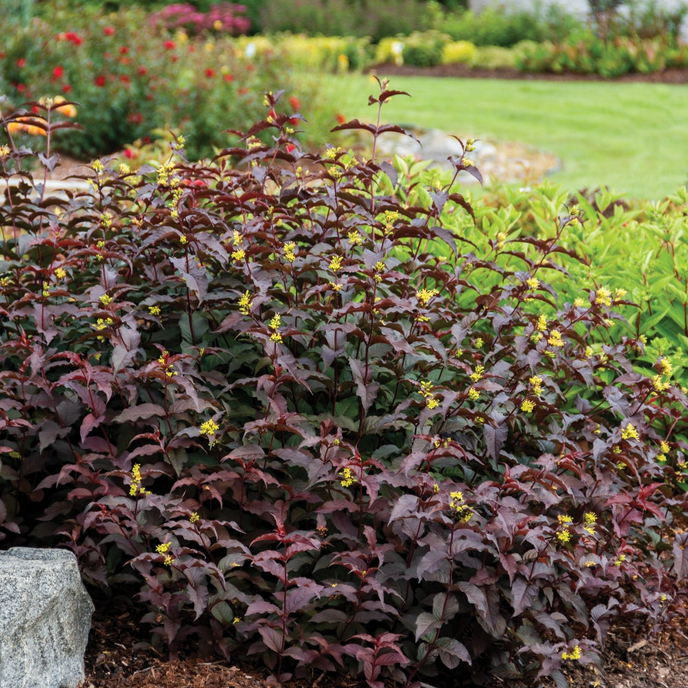 Diervilla splendens Firefly Nightglow Bush Honeysuckle Image Credit:Bloomin Easy Plants
