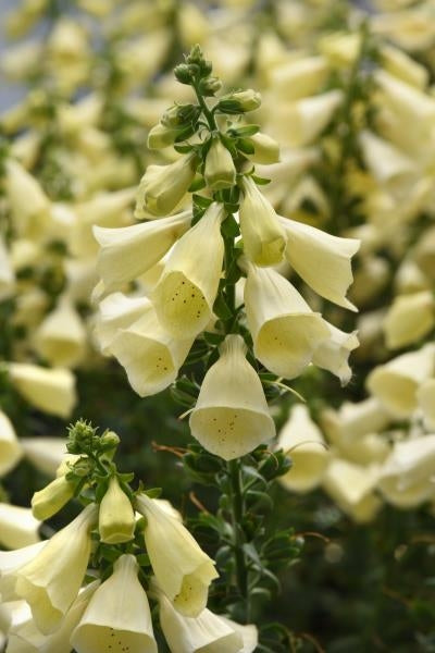 Digitalis Arctic Fox Lemon Cream Foxglove image credit: Ball Horticulture