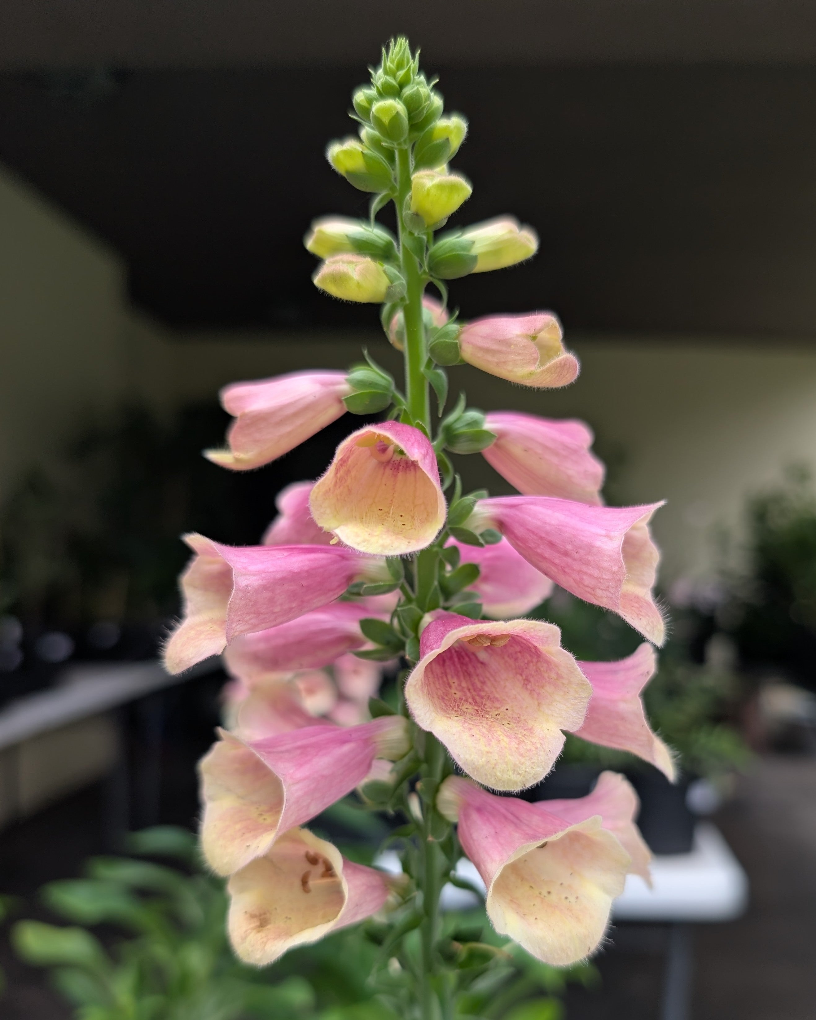 Digitalis Arctic Fox Rose Foxglove Image Credit: Chaz Morenz 20260707