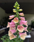 Digitalis Arctic Fox Rose Foxglove Image Credit: Chaz Morenz 20260707