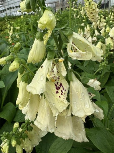 Digitalis Dalmatian Cream Foxglove Image Credit: Millgrove Perennials