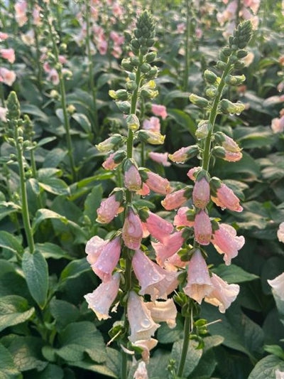 Digitalis Dalmatian Peach Foxglove Image Credit: Millgrove Perennials