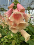 Digitalis Dalmatian Peach Foxglove Image Credit: Millgrove Perennials