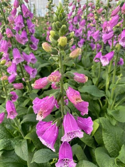 Digitalis Dalmatian Purple Foxglove Image Credit: Millgrove Perennials