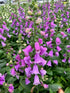 Digitalis Dalmatian Purple Foxglove 2 Image Credit: Millgrove Perennials