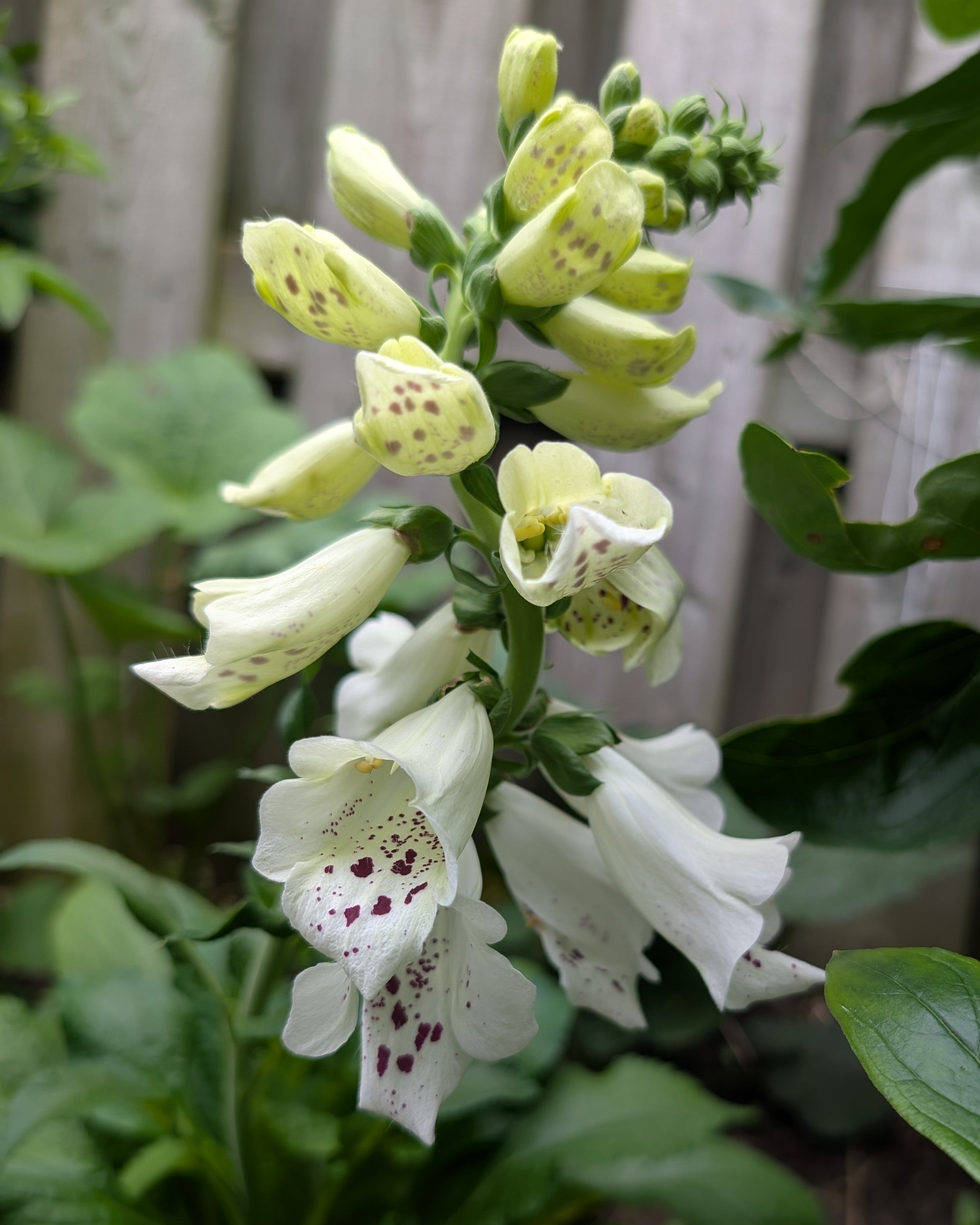 Digitalis Dalmatian White Foxglove Image Credit: Chaz Morenz 20260705