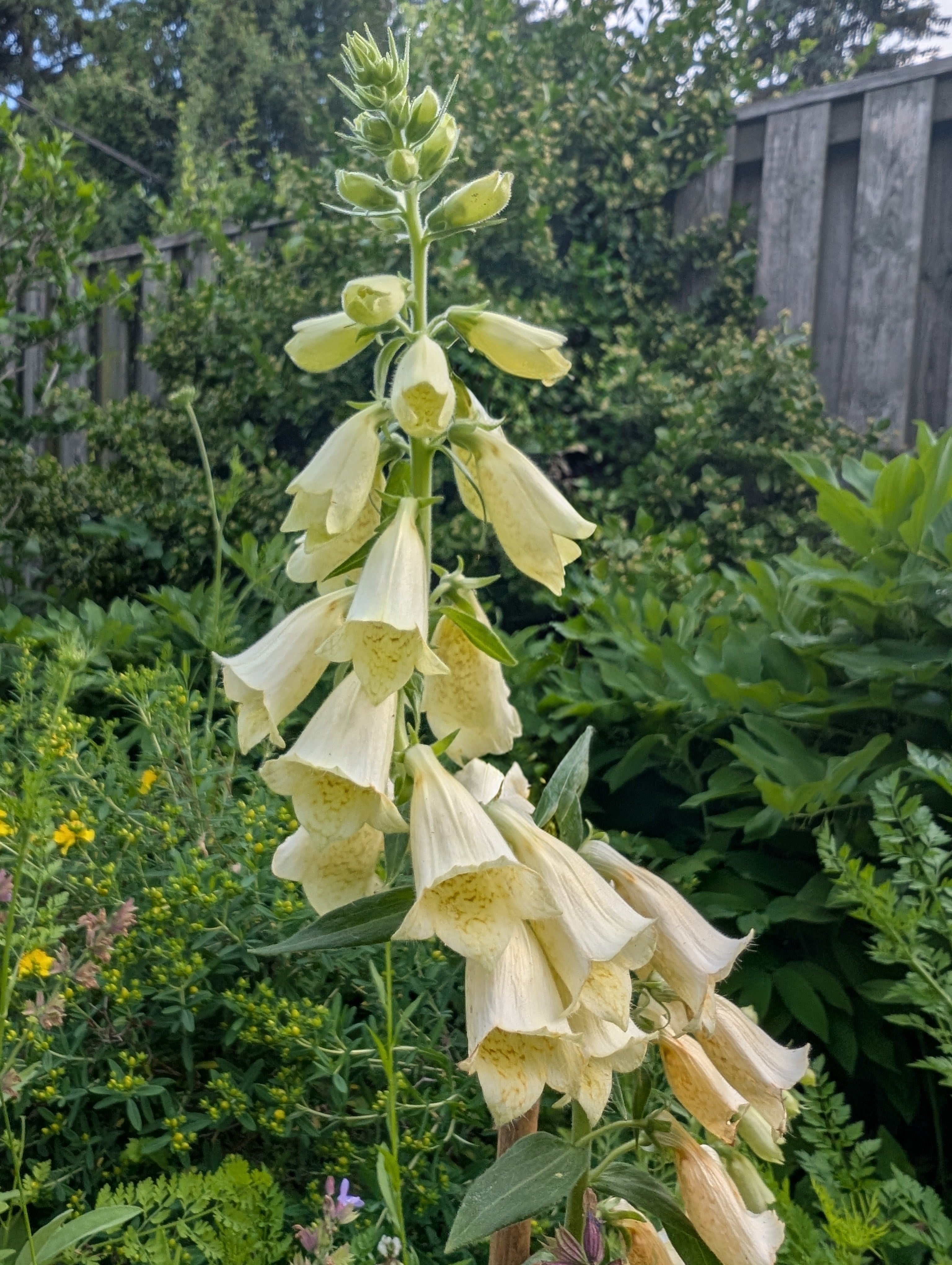 Digitalis grandiflora Foxglove Image Credit: Chaz Morenz 20260625