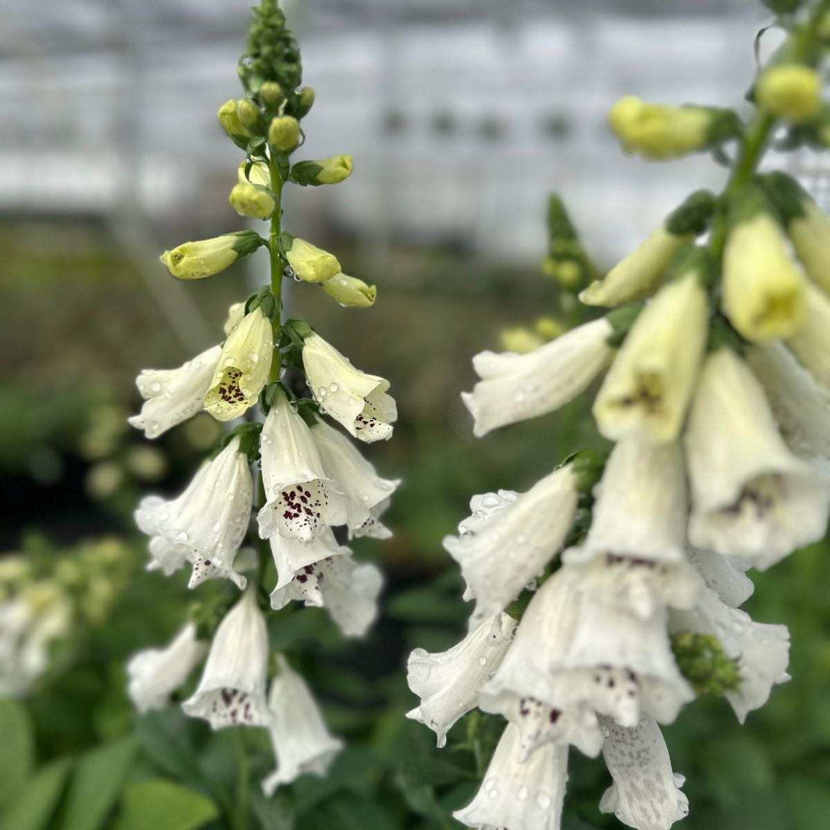 Digitalis purpurea Dalmatian White Foxglove Image Credit: Millgrove Perennials