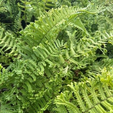 Dryopteris affinis Golden Scaled Male Fern Wood Fern Image Credit: Millgrove Perennials