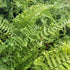 Dryopteris affinis Golden Scaled Male Fern Wood Fern Image Credit: Millgrove Perennials