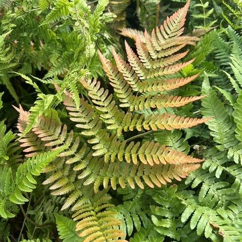 Dryopteris erythrosora Brilliance Wood Fern Image Credit: Millgrove Perennials