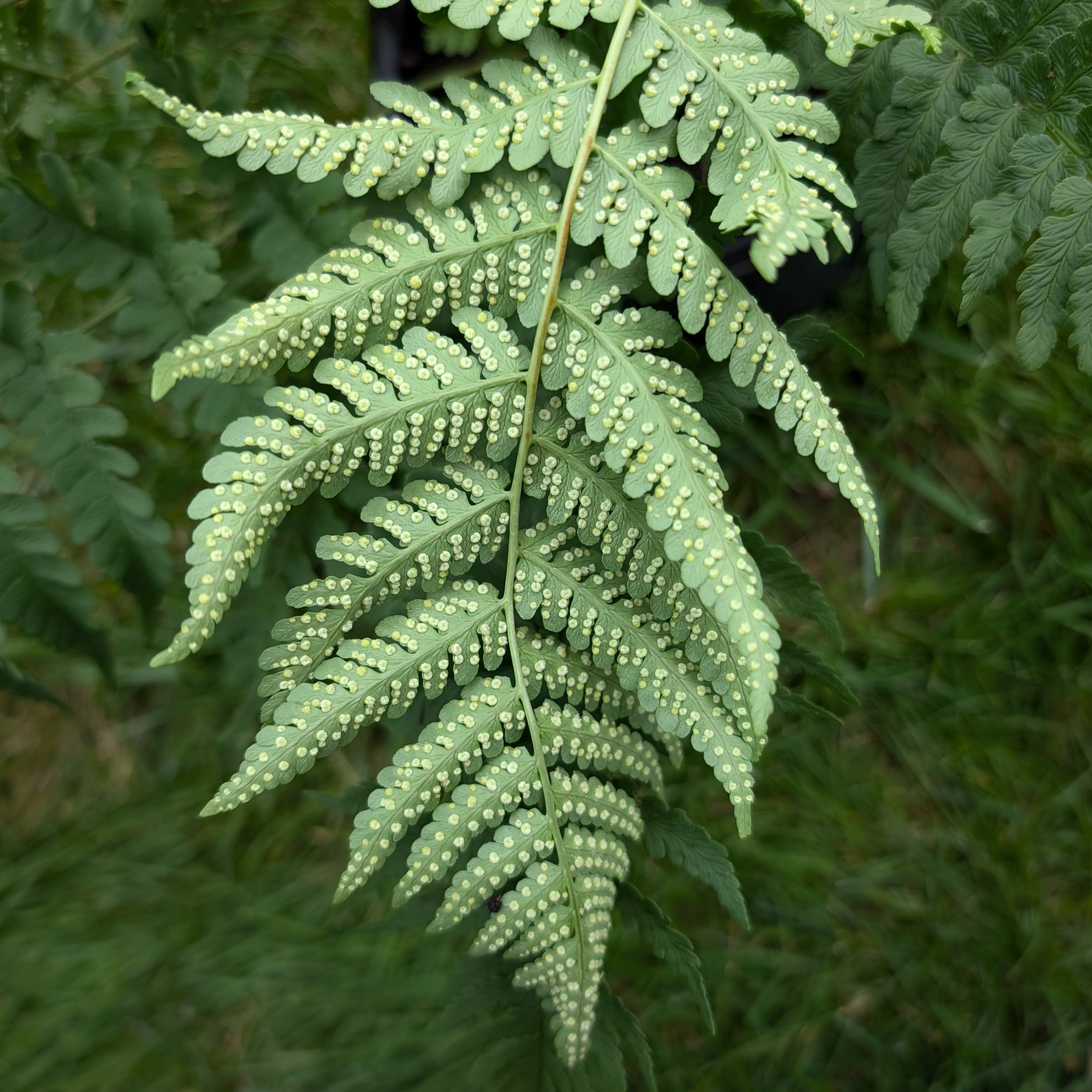 Dryopteris marginalis Eastern Wood Fern Back of Leaf Image Credit: Chaz Morenz 20240717
