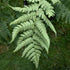Dryopteris marginalis Eastern Wood Fern Back of Leaf Image Credit: Chaz Morenz 20240717