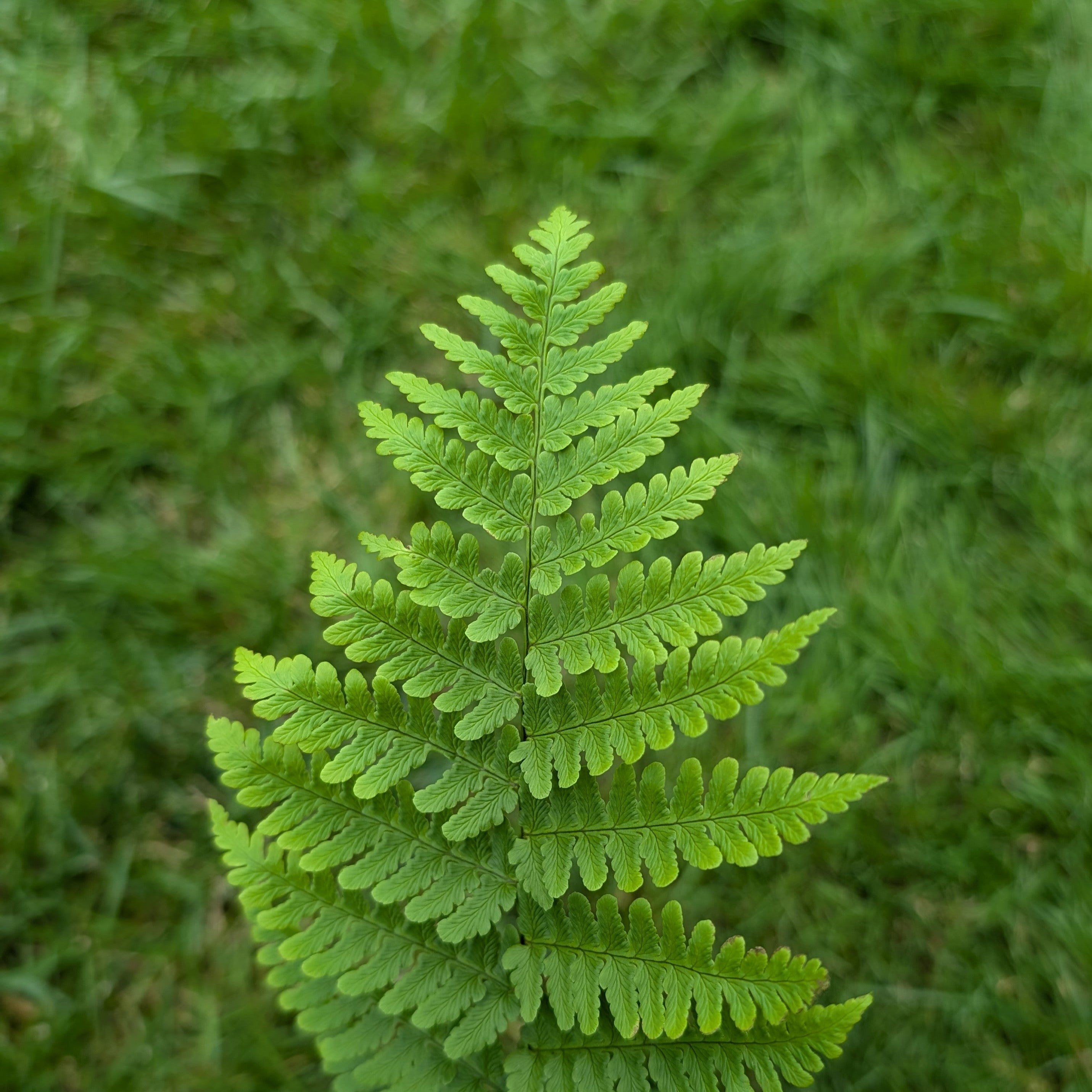 Dryopteris marginalis Eastern Wood Fern Image Credit: Chaz Morenz 20240717