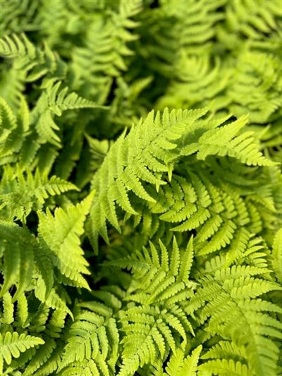 Dryopteris marginalis Eastern Wood Fern Wood Fern Image Credit: Millgrove Perennials