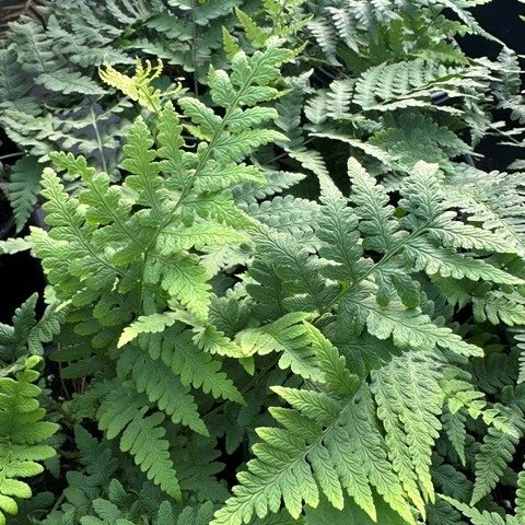 Dryopteris marginalis Eastern Wood Fern Wood Fern Image Credit: Millgrove Perennials