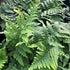 Dryopteris marginalis Eastern Wood Fern Wood Fern Image Credit: Millgrove Perennials