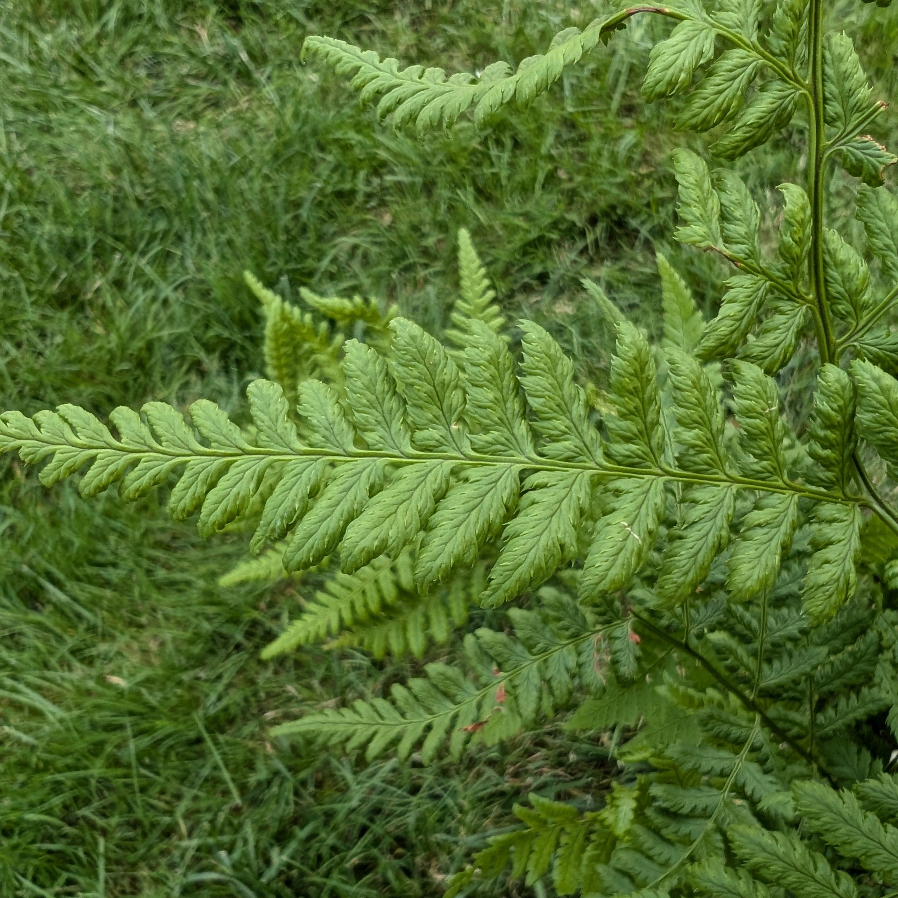 Dryopteris spinulosa Toothed Wood Fern Wood Fern Image Credit: Chaz Morenz 20240717