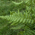 Dryopteris spinulosa Toothed Wood Fern Wood Fern Image Credit: Chaz Morenz 20240717
