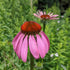 Echinacea purpurea (Native) Cone Flower Image Credit: Chaz Morenz