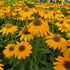 Echinacea Sombrero Granada Gold Cone Flower 2 Image Credit: Millgrove Perennials