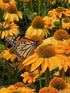 Echinacea Sombrero Granada Gold Cone Flower Image Credit: Millgrove Perennials