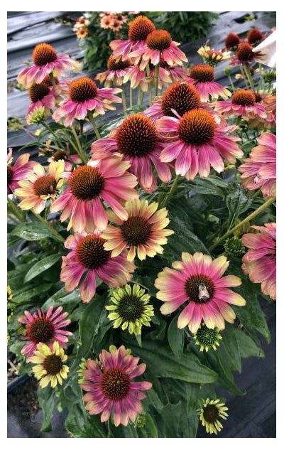 Echinacea Kismet Pink Lemonade Coneflower image credit: Ball Horticulture