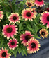 Echinacea Kismet Pink Lemonade Coneflower image credit: Ball Horticulture