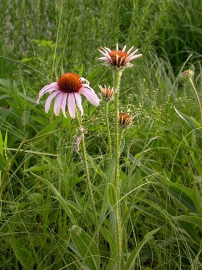 Echinacea angustifolia Coneflower image credit: Prairie Moon