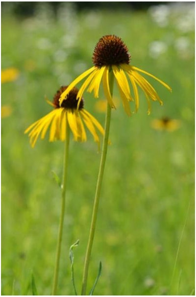 Echinacea paradoxa Coneflower image credit: Prairie Moon